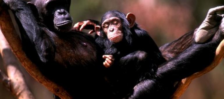 A Tale of Three Chimpslarge2